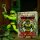 Frog Monger - MotU Origins / Masters of the Universe - Mattel Creations - MIB